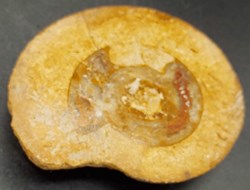 Ammonite
