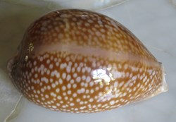 Macrocypraea cervus (Porcelaine cerf)
