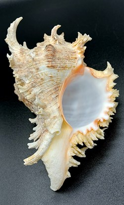 Chicoreus ramosus