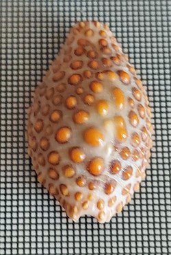Jeneria pustulata