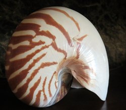 Nautilus