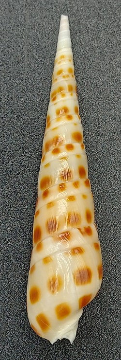 Oxymeris areolata