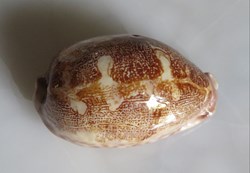 Leporicypraea mappa (Porcelaine carte)