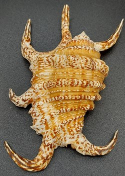 Harpago arthriticus