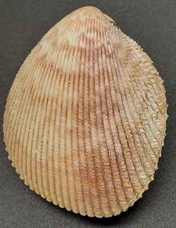 trachycardium egmontianum