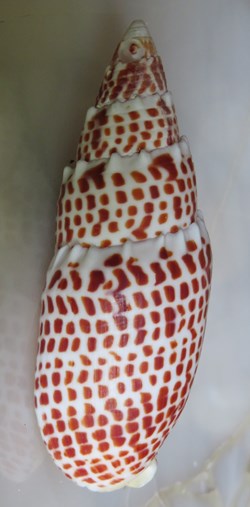 Mitra papalis