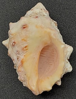 Mancinella