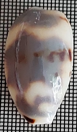 Cypraea kinieri