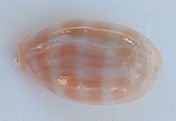 Lyncina carneola (Porcelaine Carnée)