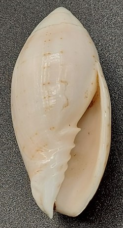 Pterygia nucea