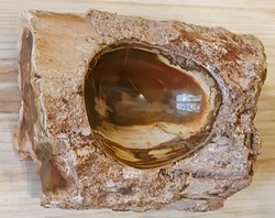 Cendrier en Bois silicifié