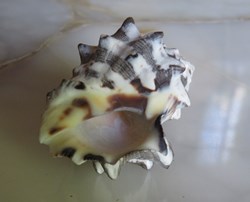 Menathaïs tuberosa