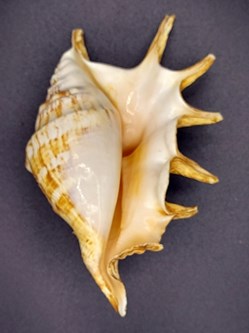 Lambis lambis