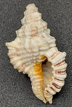 Monoplex nicobaricus