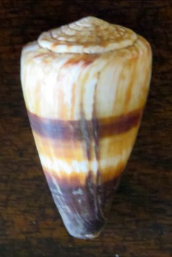 Conus miles