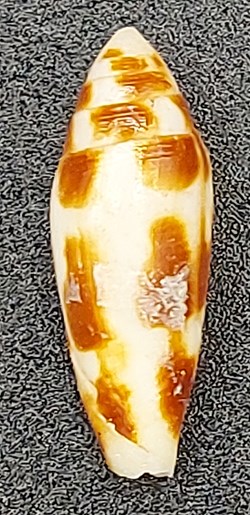 Conus mitratus