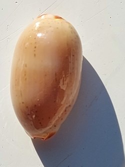 Luria isabella