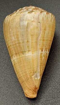 Conus vexillum