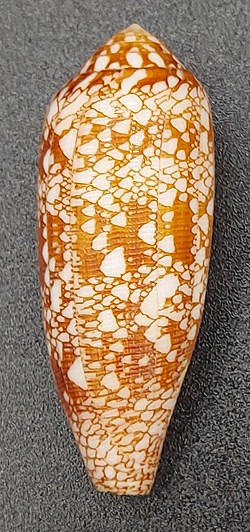 conus auricomus