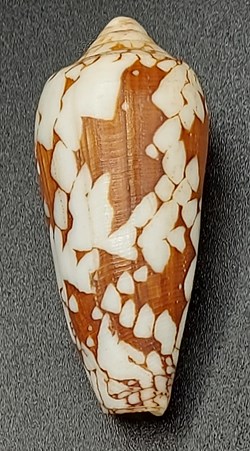 Conus episcopus