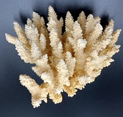 Acropora gemmifera