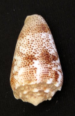 Conus arenatus