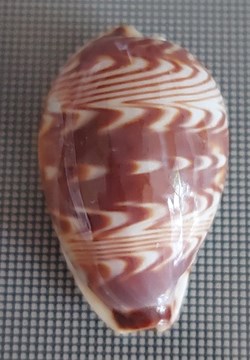 Palmadusta diliculum