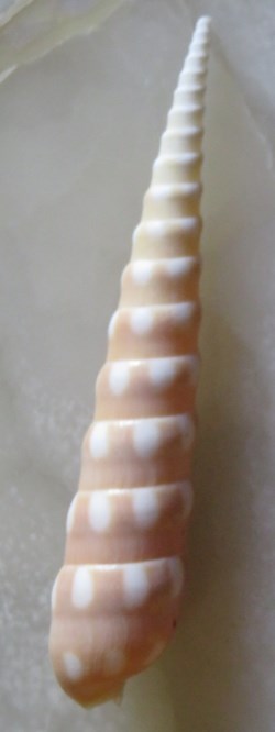 Terebra guttata