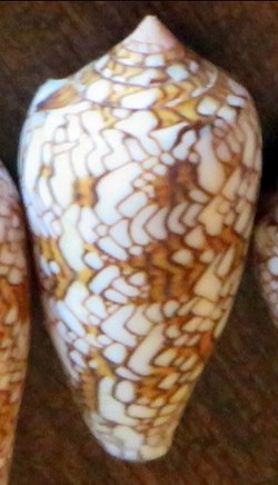Conus textile