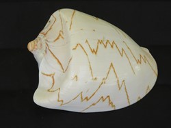 Cymbiola nobilis