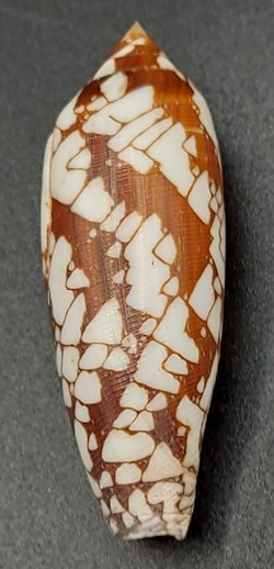 Conus aulicus