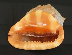 Cypraecassis rufa