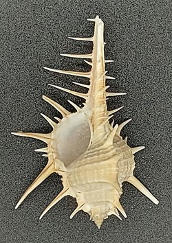 Murex
