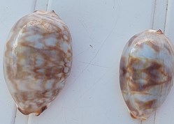 Cypraea juvénile (Mauricia)