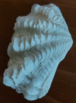 Bénitier (Tridactna squamosa)