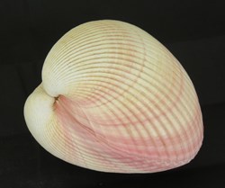 Coque géante
