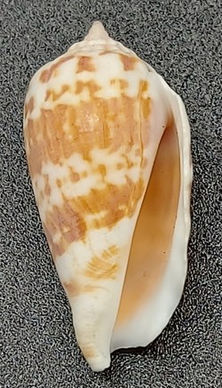 Decorus conomurex