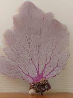 Gorgonia ventalina