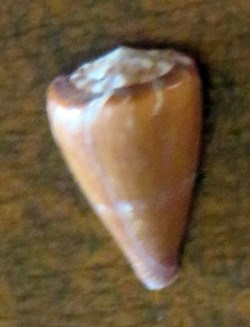 Conus rattus tahitensis