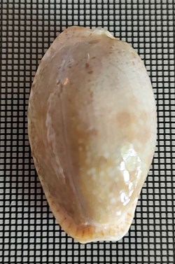 Erosaria erosa chlorizans