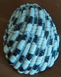 Nerita textilis