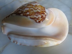 Sinustrombus latissimus