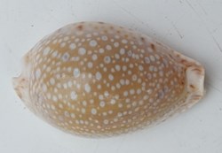 Naria lamarckii