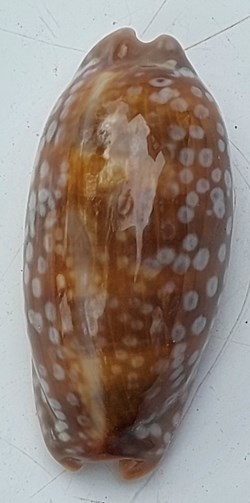 Macrocypraea cervinetta (Porcelaine Faon)