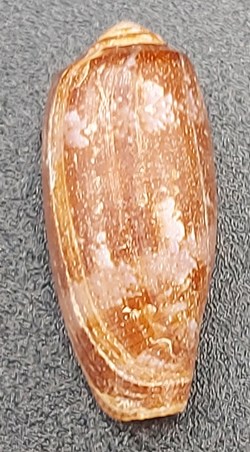 Conus obscurus