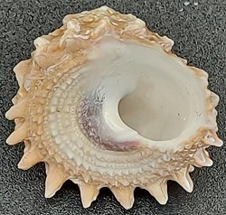 Tectus dentatus