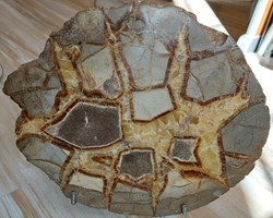 Septaria en nodule scié