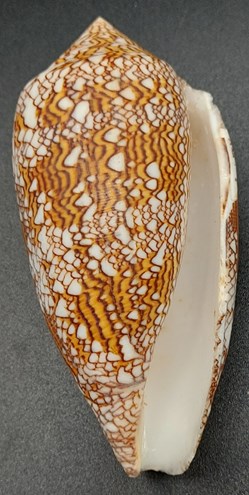 Conus textile (var. eutrios)