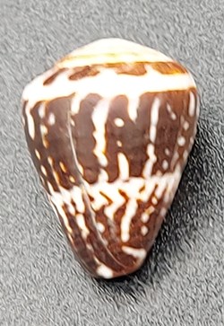 Conus chaldaeus