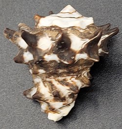 Vasum tubiferum